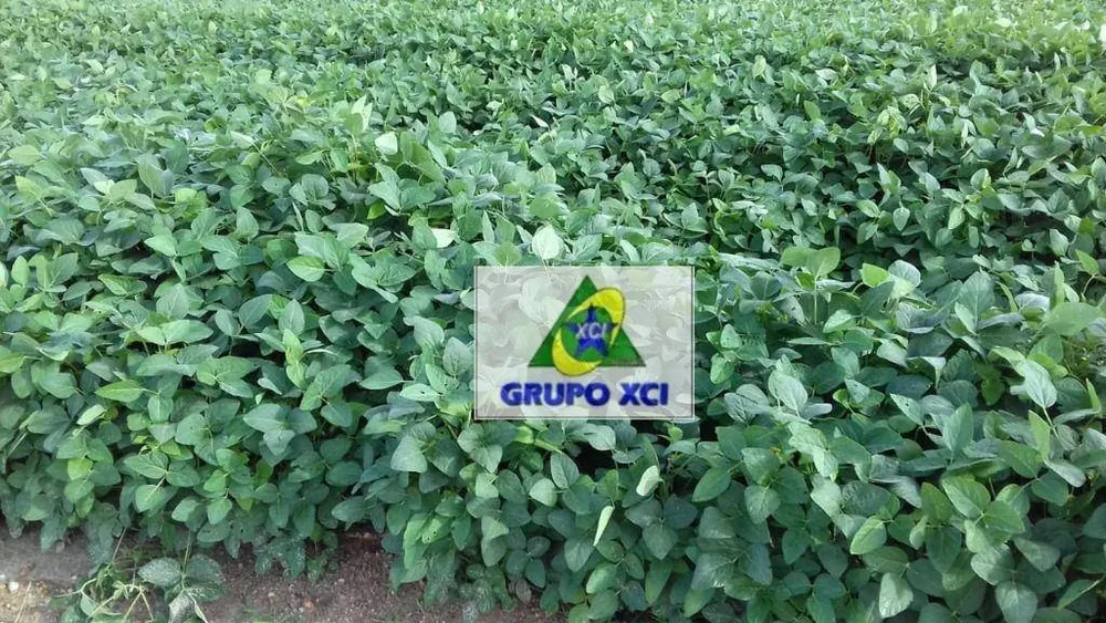 Fazenda, 2040 hectares - Foto 7