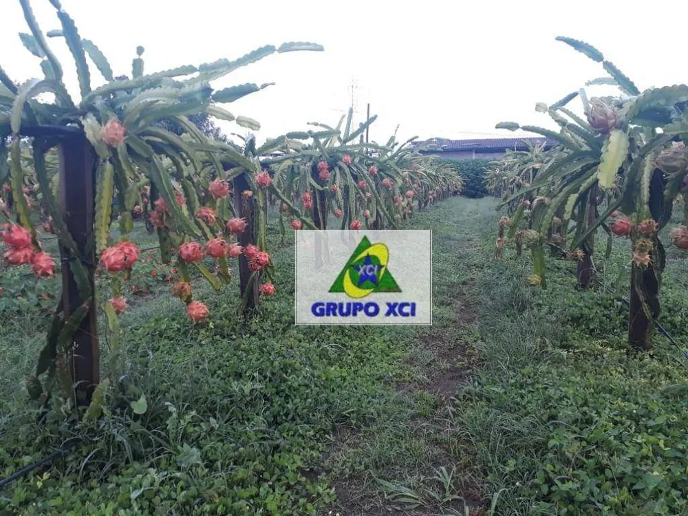 Sítio, 4 quartos, 2 hectares - Foto 8