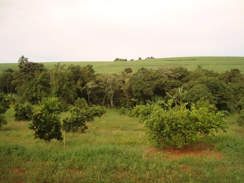 Chácara, 4 quartos, 3 hectares - Foto 16
