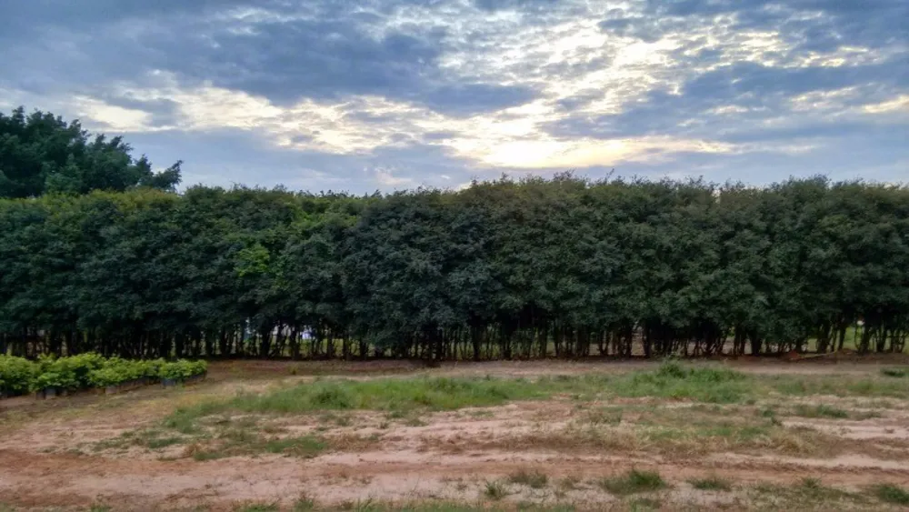 Chácara, 2 quartos, 4 hectares - Foto 9