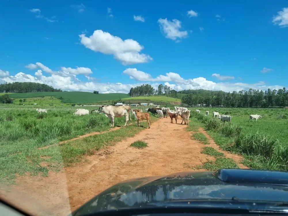 Fazenda, 172 hectares - Foto 7