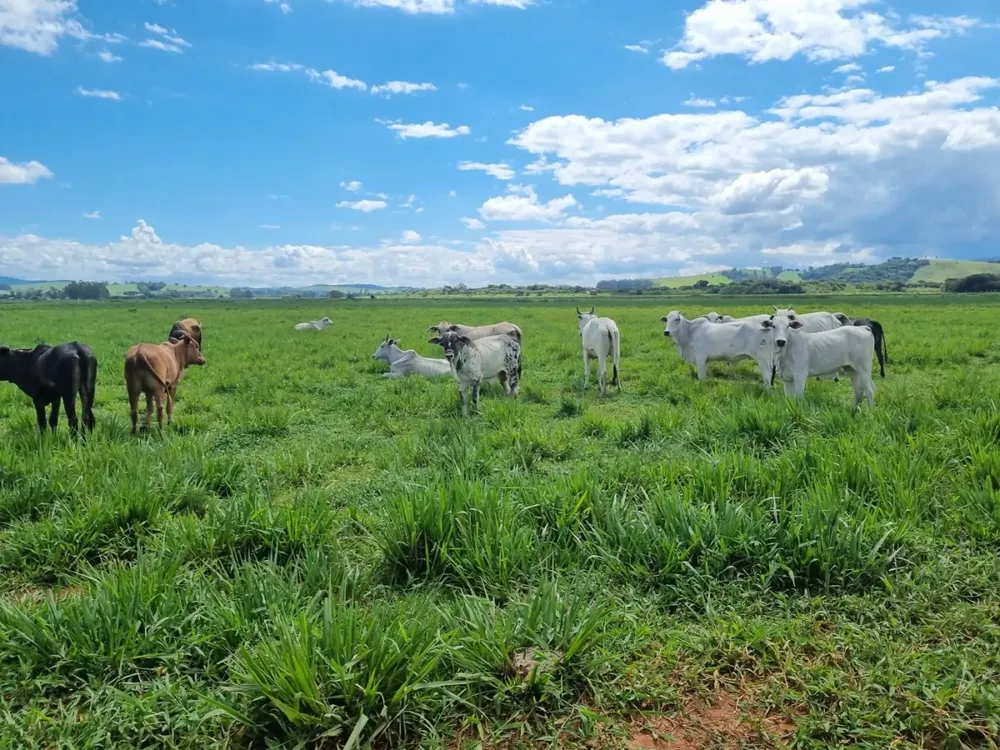 Fazenda, 172 hectares - Foto 6