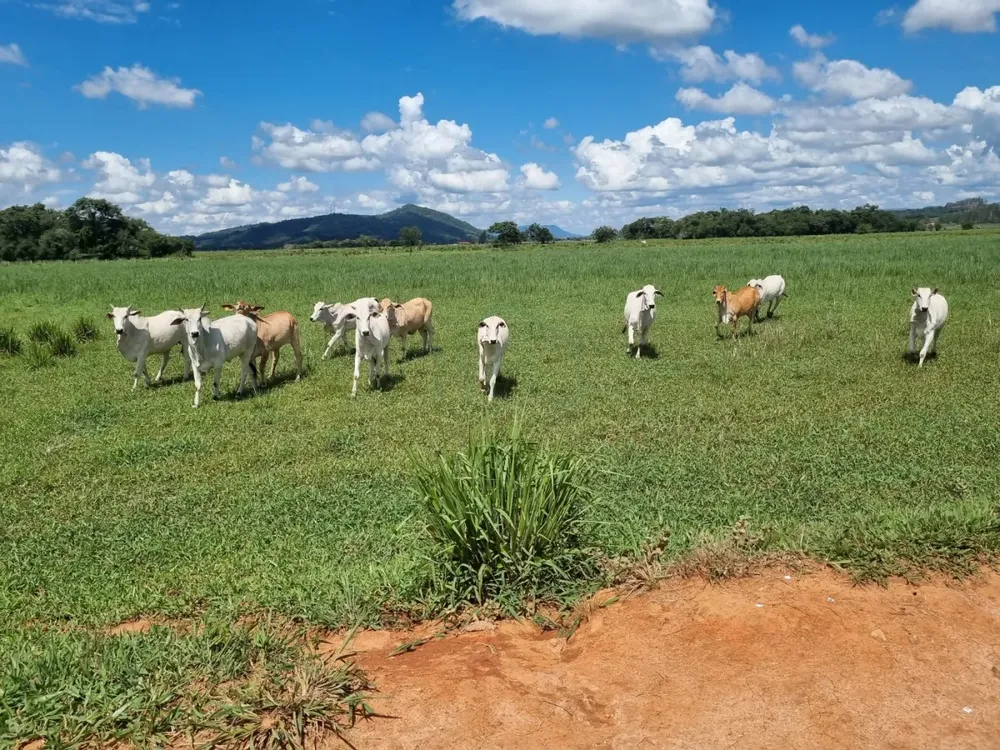 Fazenda, 172 hectares - Foto 5