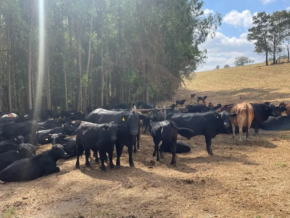 Fazenda, 174 hectares - Foto 1