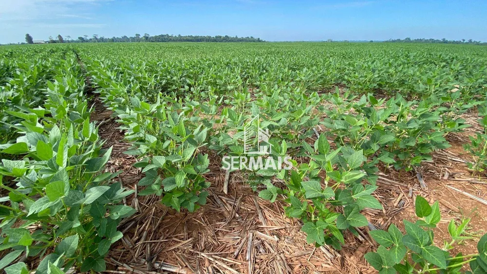 Fazenda, 305 hectares - Foto 8