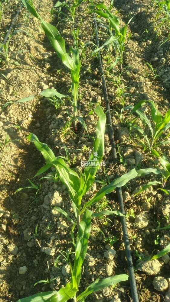 Terreno, 100 hectares - Foto 6