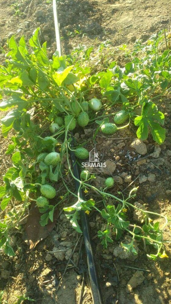 Terreno, 100 hectares - Foto 12