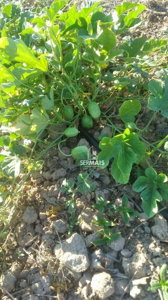 Terreno, 100 hectares - Foto 10