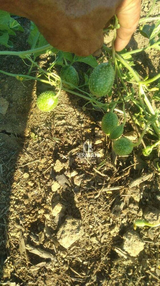 Terreno, 100 hectares - Foto 7