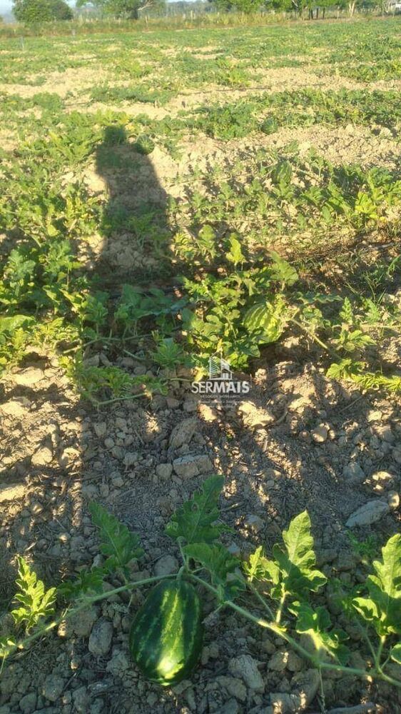 Terreno, 100 hectares - Foto 4