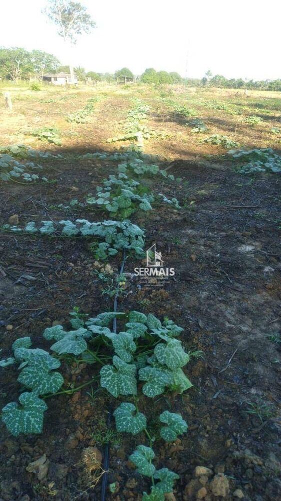 Terreno, 100 hectares - Foto 14