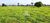 Fazenda, 203 hectares - Foto 4