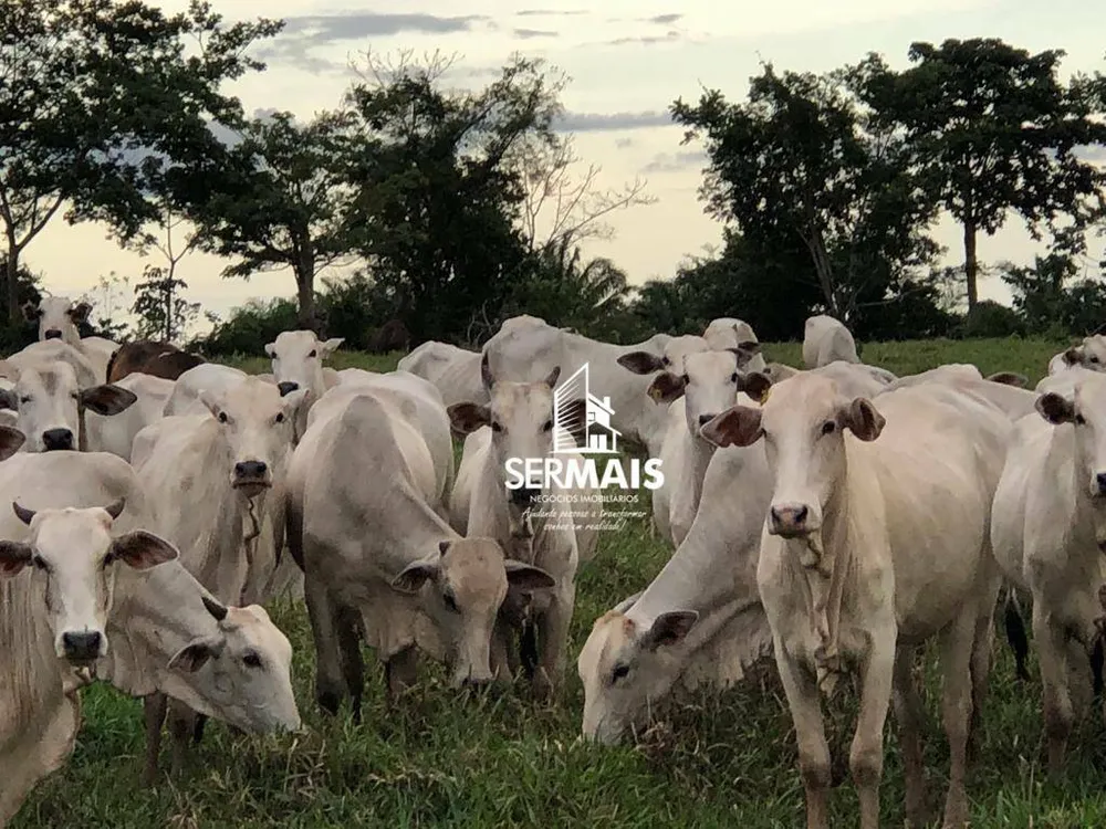 Fazenda, 479 hectares - Foto 7