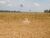 Fazenda, 1815 hectares - Foto 6