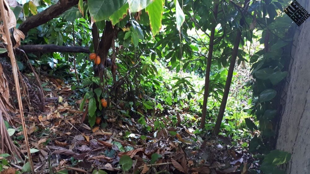 Casa, 4 quartos, 355 m² - Foto 12