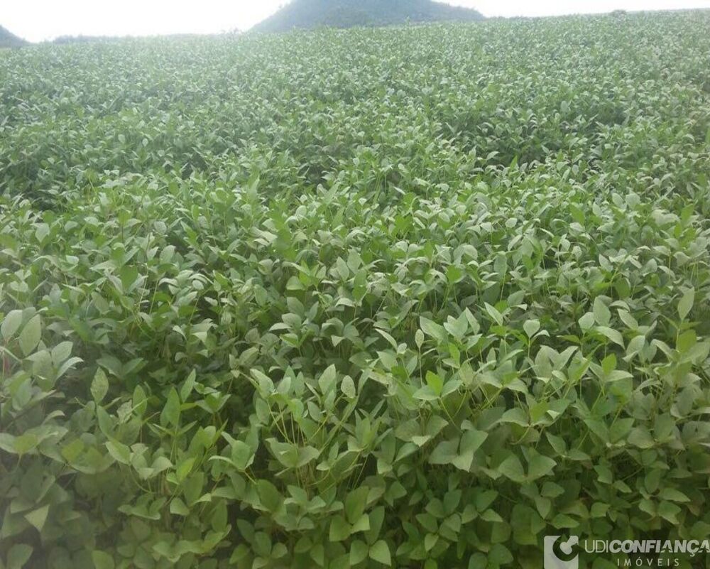 Fazenda - Foto 2
