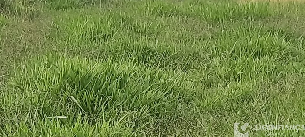 Fazenda - Foto 4