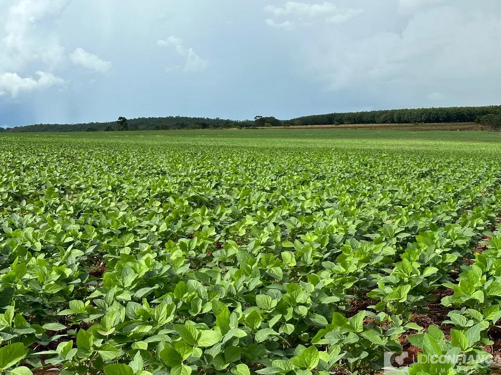 Fazenda - Foto 1