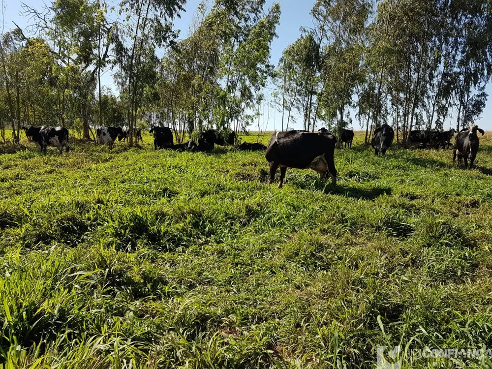 Fazenda - Foto 6