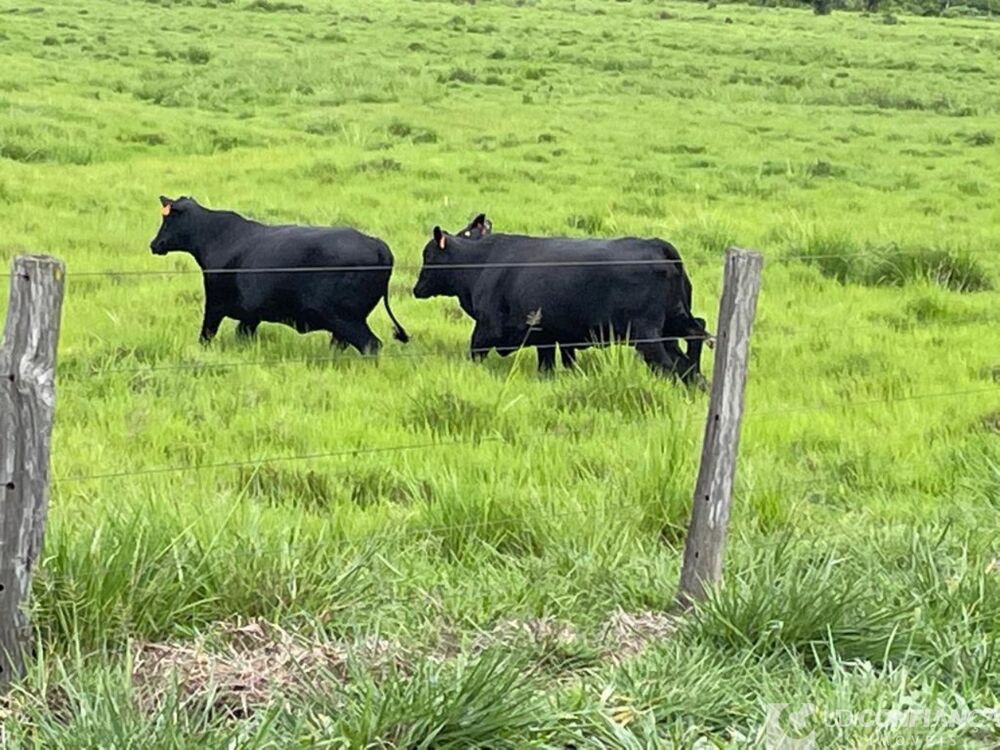 Fazenda - Foto 4