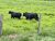 Fazenda - Foto 4