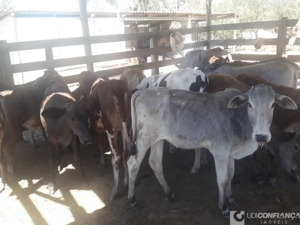 Fazenda - Foto 2