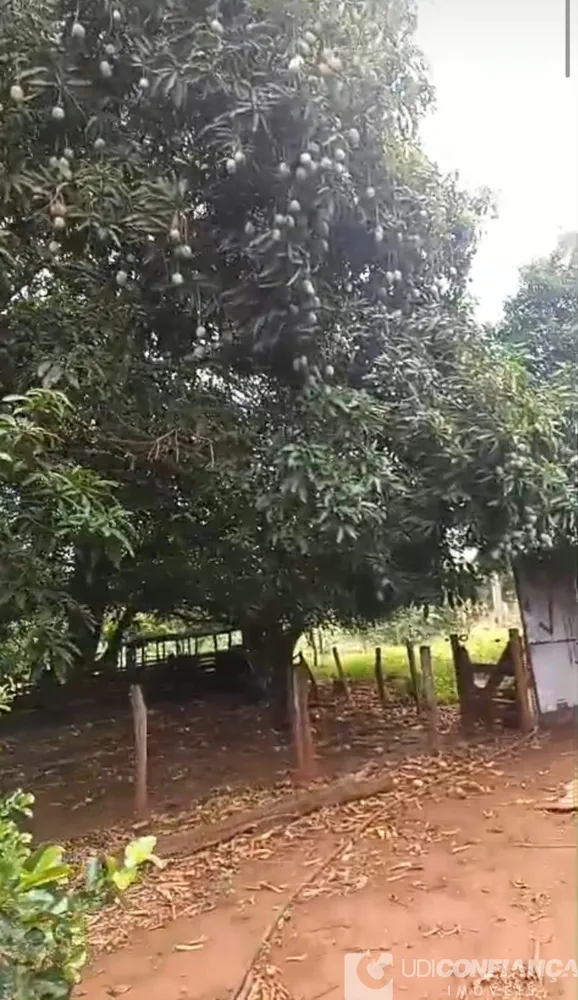 Fazenda - Foto 4