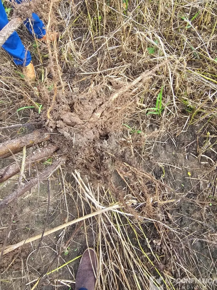 Fazenda - Foto 2