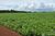 Fazenda - Foto 1
