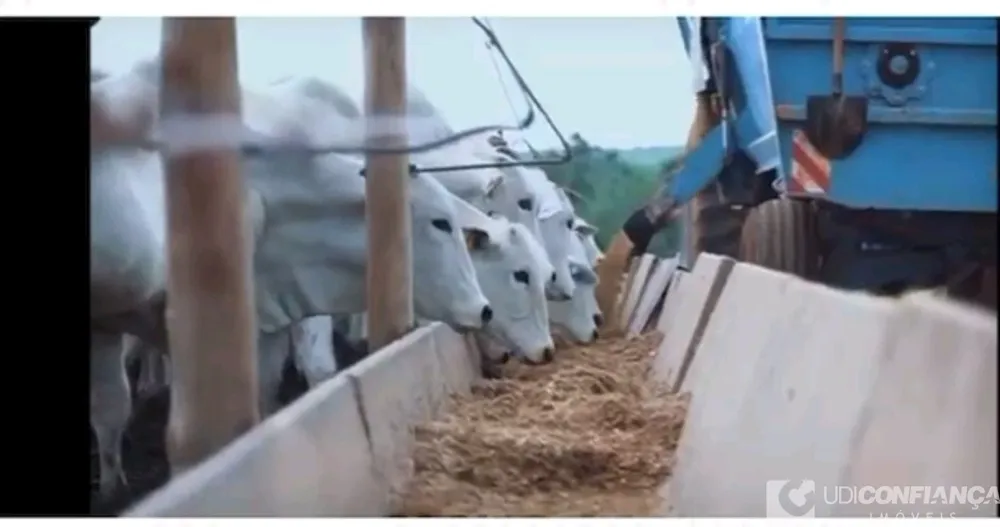 Fazenda - Foto 1