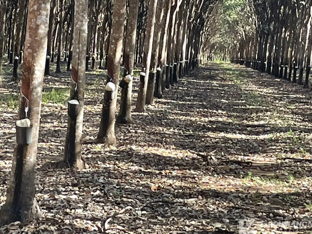 Fazenda - Foto 4