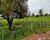 Fazenda, 600 m² - Foto 8