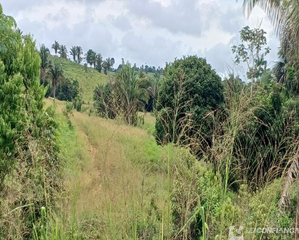 Fazenda-Sítio-Chácara - Foto 4