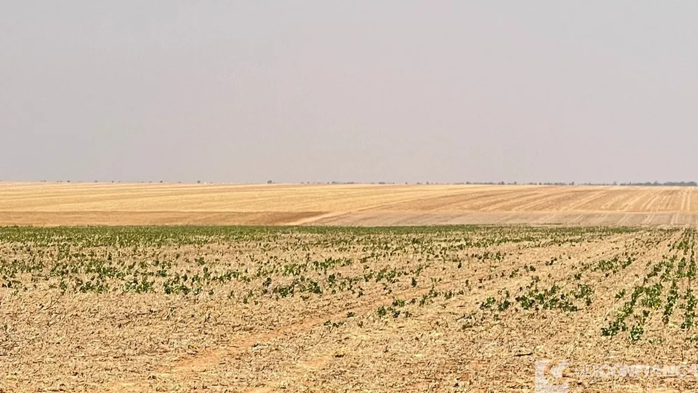 Fazenda - Foto 4