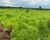 Fazenda-Sítio-Chácara - Foto 7