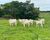 Fazenda-Sítio-Chácara - Foto 8