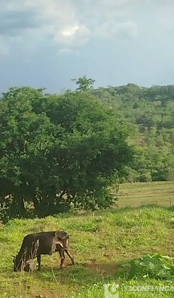 Sítio - Foto 1
