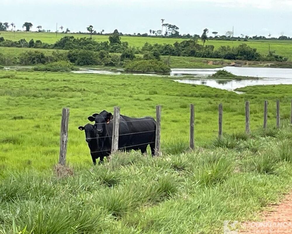 Fazenda - Foto 8