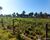 Fazenda - Foto 3