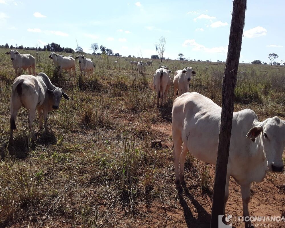 Fazenda - Foto 7