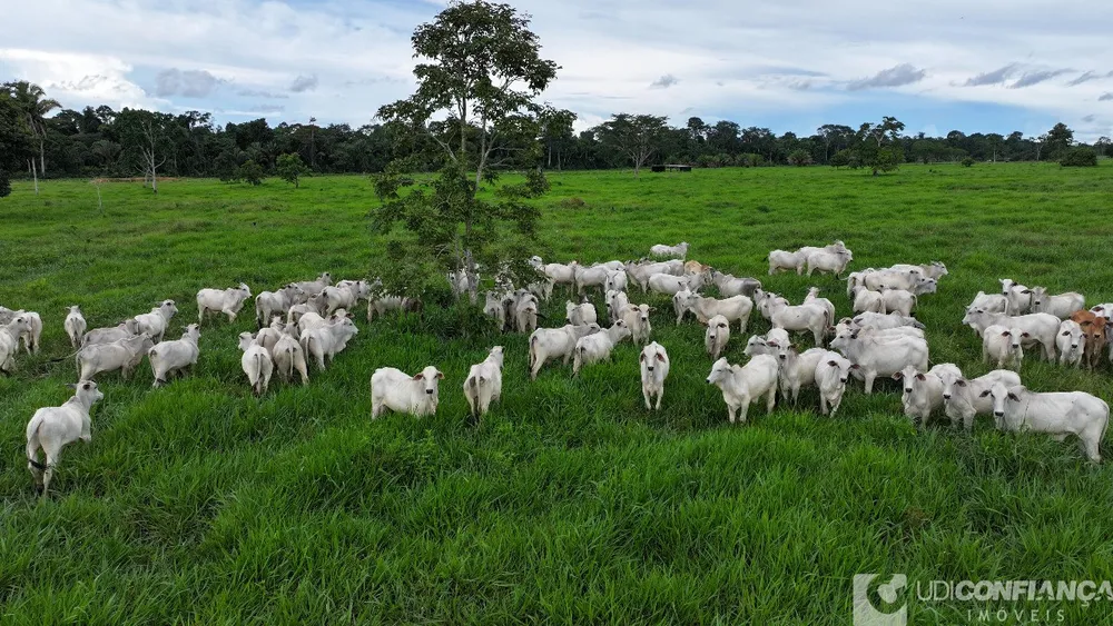 Fazenda - Foto 1