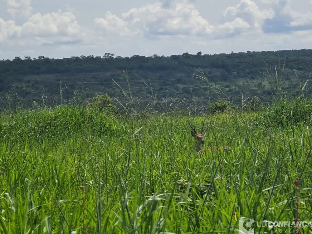 Fazenda - Foto 3