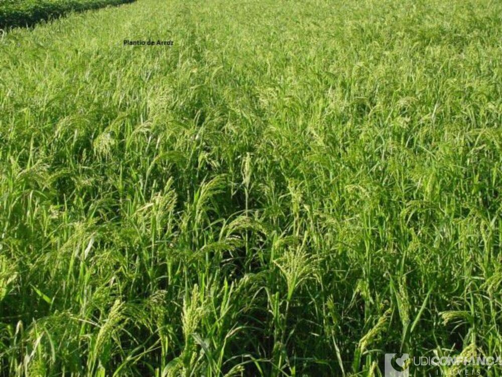 Fazenda à venda - Foto 2