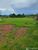Fazenda-Sítio-Chácara - Foto 12