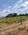 Fazenda-Sítio-Chácara - Foto 8