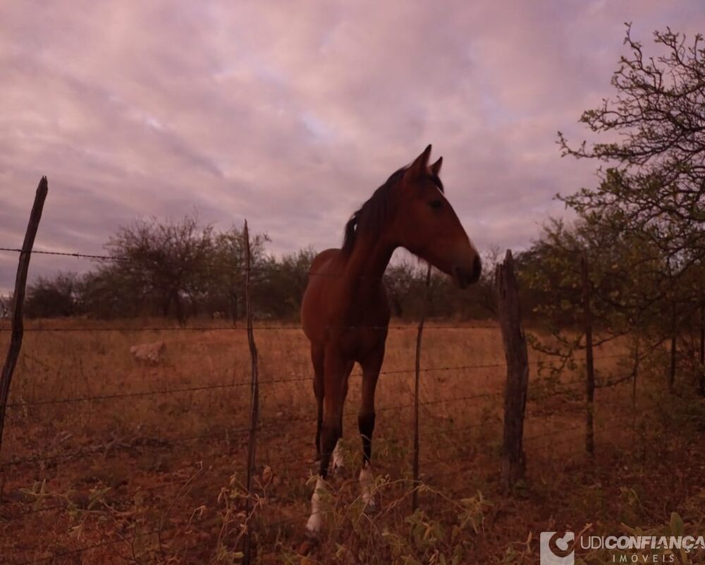 Fazenda à venda com 2 quartos - Foto 1