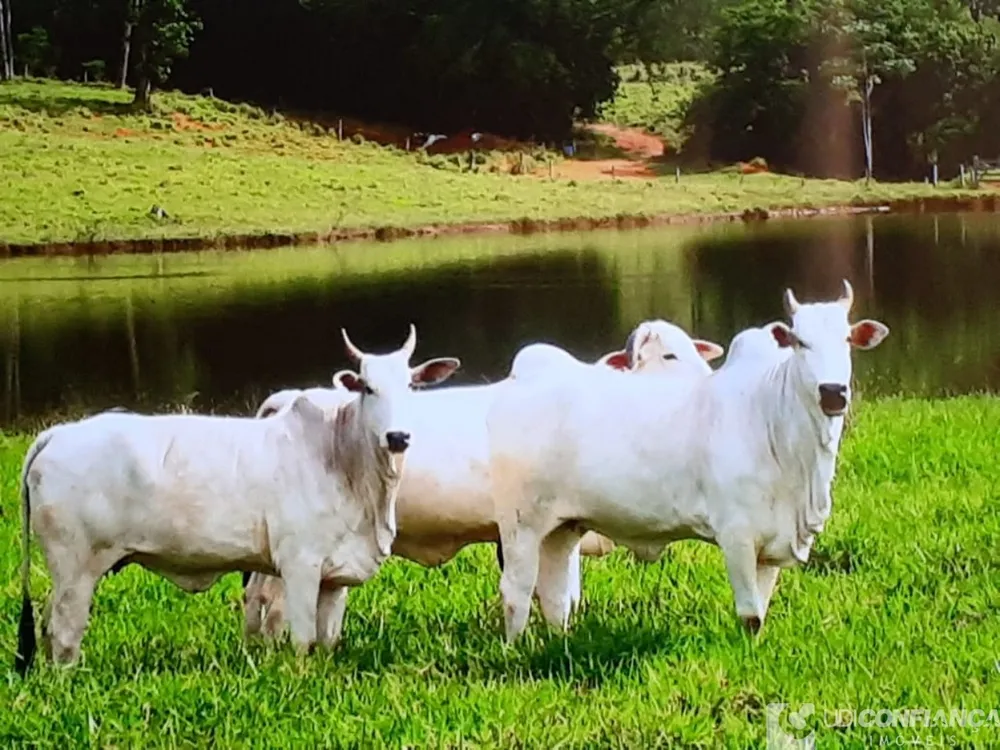 Fazenda - Foto 6