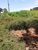 Fazenda - Foto 4