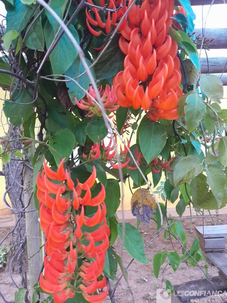 Chácara à venda com 3 quartos - Foto 3