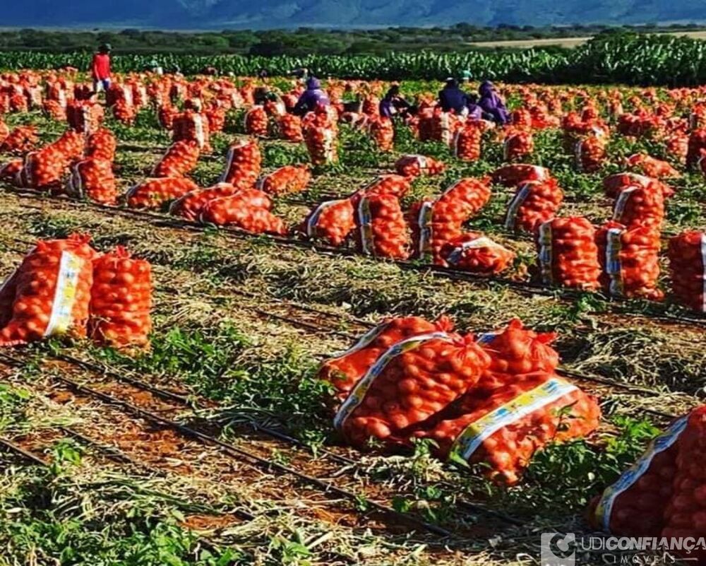 Fazenda - Foto 16